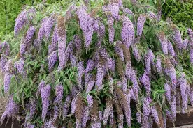 农村野草很漂亮，撒水里鱼醉了就能捡鱼回家，还能酿酒，见到珍惜图片