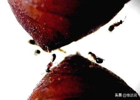 万万没想到，自然界那些诡计多端的寄生生物丝毫不逊色“寄生兽”