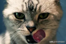 被自己养的宠物吃掉有多么恐怖？细数8大杀人宠物图片