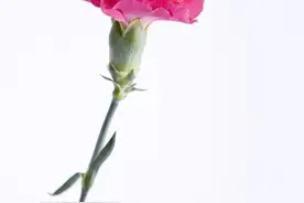 子女不愿和父母住，真的是不孝吗？图片