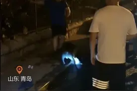 山东一不牵绳的小狗挑衅烈性犬，被活活咬死，城里可以养烈性犬吗图片