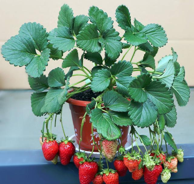 在阳台种这9种水果，结果又快又多，随吃随摘，新鲜、健康又省钱