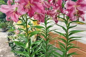 百合配秋天，都是好季节，蹭蹭窜新叶，拱出一头“百年好合”花图片