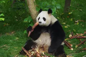 熊猫最喜欢做的事情是这五个，你知道吗图片