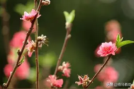 太阳底下没有新鲜事，懂得吸取经验的人，一般都能成功图片