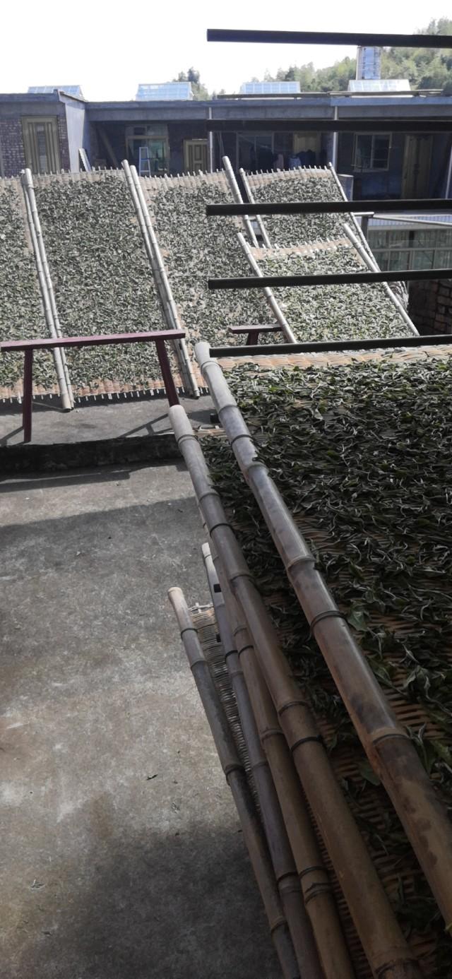 福鼎白茶，茶叶中的氨基酸