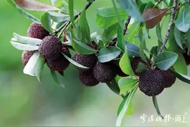 首批宁波杨梅本周开摘！这些采摘路线可以收藏图片