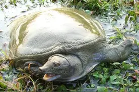 农村老人说“上岸甲鱼莫伸手，下山野鸡不能追”，为什么？图片