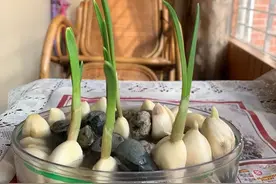 植物观察文章系列图片