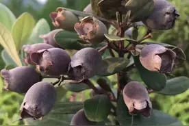 桃金娘征服吃货味蕾，终于变成“网红”，三大价值你不得不重视图片