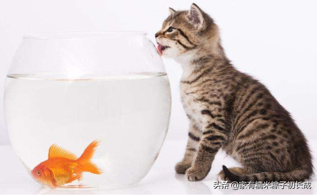 想要自制猫饭，这些营养基础须知道！