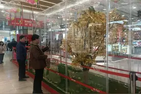 100只！包头这家商场可以赏鹦鹉图片