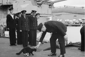 外国海军士兵喜欢在军舰上养猫咪，中国海军为什么没有这一传统？图片