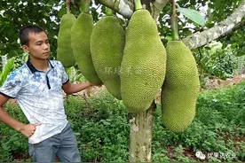 菠萝蜜种植栽培管理技术图片