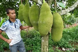 菠萝蜜种植栽培管理技术图片
