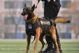 民警巡逻遇上眼镜蛇，警犬忠心护主却牺牲，眼镜蛇的毒性有多强？图片