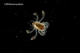 在夜间“潜入”深水，探索海洋古生物的绚丽图片