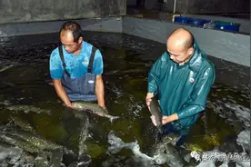 高品质“珍品鲩”如何生产？记者凌晨4点探访广东顺德这家养殖场图片