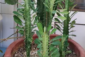 夏季盆栽管理镇宅龙骨，不想踩雷该怎么办？注意3方面就够了图片