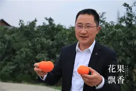 说正经，这么多爆炒的柑橘新品种究竟哪个最有钱途？图片
