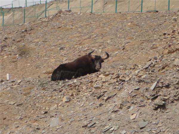 西藏的这个特产浑身都是宝，大人小孩都爱吃！