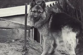 可怜德牧犬曾被虐待、抛弃，第一次看见大海超兴奋反应，令人泪目图片