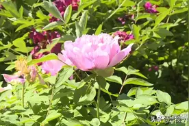 牡丹园的花开啦，正值盛花期，邀您赏花图片