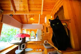 猫：这么神奇吗？我自己都不知道图片