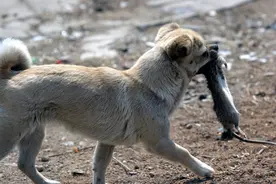 狗拿耗子，真的是多管闲事吗？你可能还被蒙在鼓里图片