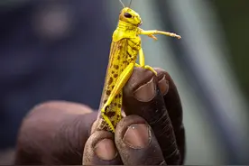 蝗虫虐遍全世界，为何在美国12万亿只规模，30年就全灭绝了？图片