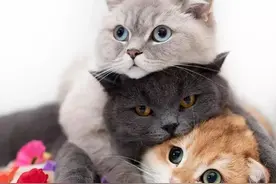 猫叫春为什么很寒碜，交配时伤痕累累，你知道是为什么吗？图片