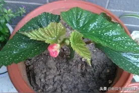 竹节海棠的扦插方法图片