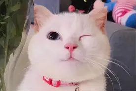 男生养猫千万别裸上身，容易变成男奶妈图片