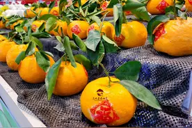 春节走亲戚，必送的5种水果，便宜好吃寓意好，新年要讨个好彩头图片