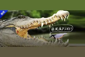 315童话打假：鸟给鳄鱼剔牙、刺猬扎水果、斑羚飞渡……图片