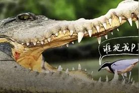315童话打假：鸟给鳄鱼剔牙、刺猬扎水果、斑羚飞渡……图片