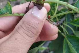 这种虫害是樱桃树最大的天敌，防治要狠一点图片