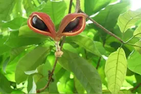 农村俗称“苹婆果”，以为有毒不敢吃，殊不知网上卖20元一斤图片