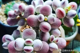 多肉乒乓福娘可以在阳台养吗？当然可以，但这些养护细节需要注意图片