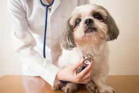 6000万铲屎官的痛，京东宠物站出来了图片