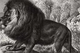 已灭绝的17种国宝级动物的最后影像，58人守护最后一头白犀牛图片