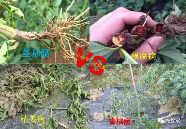 根部病害必须要灌根！但是这样灌根不仅没效果还有药害
