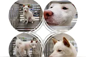 萌宠小柴走失了，它最后的结局是...？图片