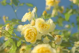 私藏壁纸｜怎么能有这么好看的玫瑰庄园图片