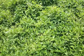 这就是野大豆图片