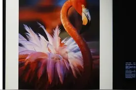 这几个私人艺术馆人少景美，有的还能吸猫图片