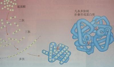 「有营养就有可能」肽和氨基酸、蛋白质的区别？