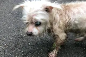 狗狗不慎走丢，7年艰辛流浪，离家1200公里，14岁有幸再遇主人图片