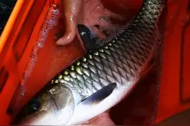 军鱼：重量和鱤鱼相差甚远，为何却有“淡水之王”的美称？图片