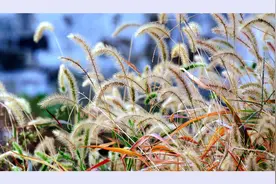 狗尾巴草象征不被人了解的爱，但却可以为她默默付出……图片